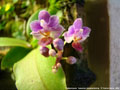 Photo : Phalaenopsis Tassanee Jongdamkerng