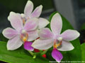 Photo : Phalaenopsis Flores Rose