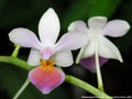 Photo : Phalaenopsis Partris