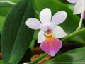 Photo : Phalaenopsis Partris