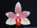 Photo : Phalaenopsis Little Sister