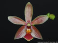 Photo : Phalaenopsis Cornustris
