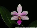 Photo : Phalaenopsis Flores Rose