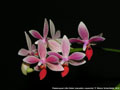 Photo : Phalaenopsis Little Sister