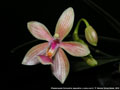 Photo : Phalaenopsis Cornustris