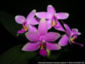Photo : Phalaenopsis Equalacea