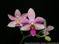 Photo : Phalaenopsis Flores Rose