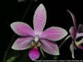 Photo : Phalaenopsis Taida Sunshine