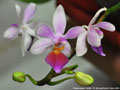 Photo : Phalaenopsis Partris