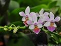 Photo : Phalaenopsis Partris