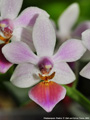 Photo : Phalaenopsis Partris