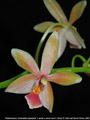 Photo : Phalaenopsis Cornustris