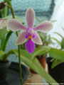 Photo : Phalaenopsis Memoria Herman Sweet