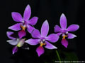 Photo : Phalaenopsis Equalacea