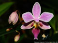 Photo : Phalaenopsis Cassandra