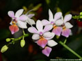 Photo : Phalaenopsis Partris