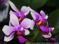 Photo : Phalaenopsis Equiwilson