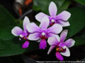 Photo : Phalaenopsis Equiwilson