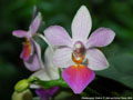 Photo : Phalaenopsis Partris