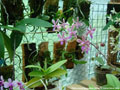 Photo : Phalaenopsis Braquestris Melmi