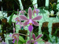 Photo : Phalaenopsis Braquestris Melmi