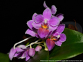 Photo : Phalaenopsis Tassanee Jongdamkerng
