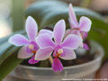 Photo : Phalaenopsis Equiwilson