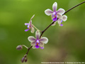 Photo : Phalaenopsis Memoria Herman Sweet