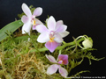 Photo : Phalaenopsis Partris