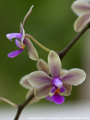 Photo : Phalaenopsis Memoria Herman Sweet