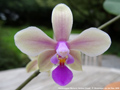 Photo : Phalaenopsis Memoria Herman Sweet