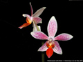 Photo : Phalaenopsis Little Sister
