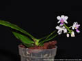 Photo : Phalaenopsis New Horizon (1972)