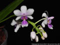 Photo : Phalaenopsis New Horizon (1972)