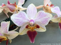 Photo : Phalaenopsis Cassandra