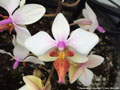 Photo : Phalaenopsis Cassandra