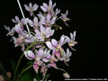 Photo : Phalaenopsis Donna's Delight
