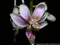 Photo : Phalaenopsis Donna's Delight