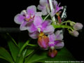 Photo : Phalaenopsis Tassanee Jongdamkerng