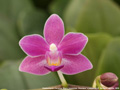 Photo : Phalaenopsis Christine Magro