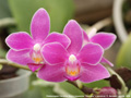Photo : Phalaenopsis Christine Magro