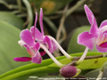 Photo : Phalaenopsis Christine Magro