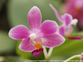 Photo : Phalaenopsis Christine Magro
