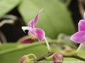 Photo : Phalaenopsis Christine Magro