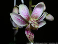 Photo : Phalaenopsis Donna's Delight