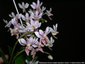 Photo : Phalaenopsis Donna's Delight