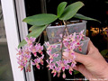 Photo : Phalaenopsis Donna's Delight