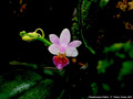 Photo : Phalaenopsis Partris