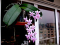 Photo : Phalaenopsis Veitchiana