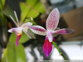 Photo : Phalaenopsis Little Sister